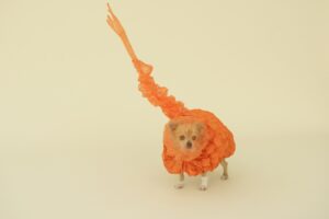 CHIHUAHUA CLOUD_R+U