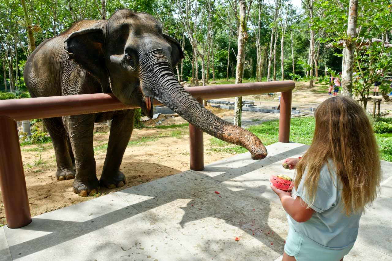 Elephant sanctuary