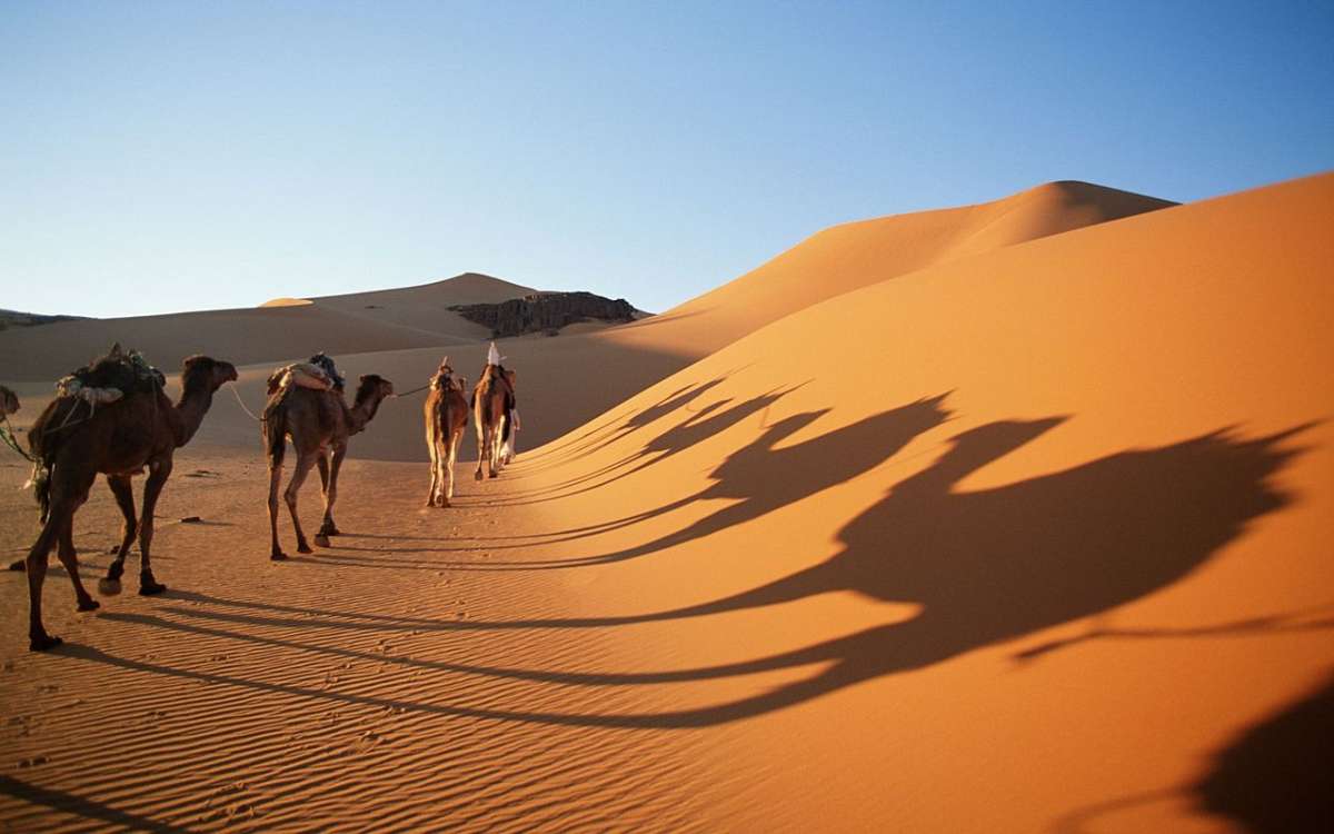 Camel in Sahara desert, Algeria