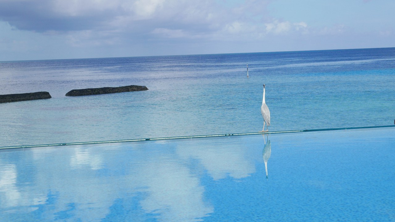 Coco Bodu Hithi infinity pool