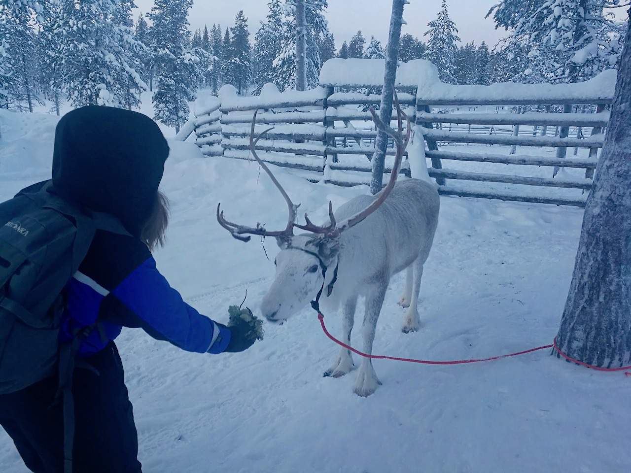 Feeding a curious reindeer some lichen