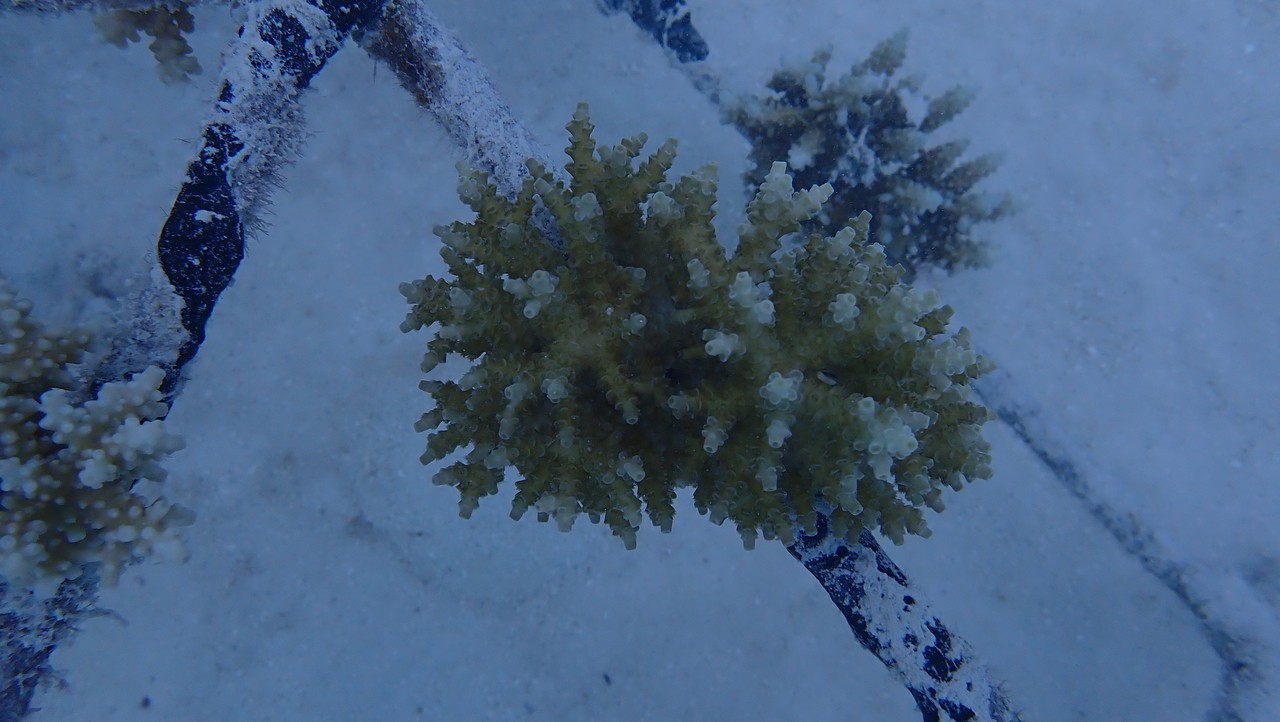 Maldives coral shelf 2