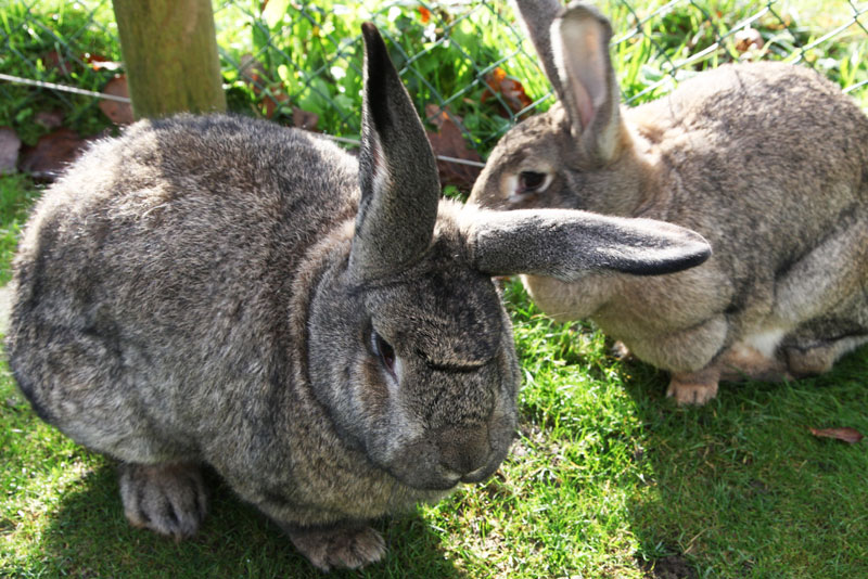 Trenython Manor: giant rabbits