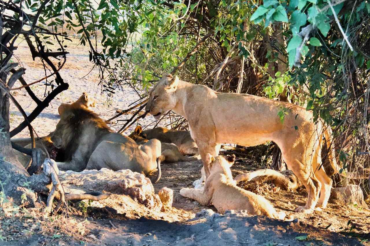 A Pride of Lions in Chobe National Park, Botswana